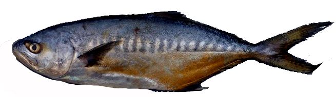 Campogramma glaycos_004